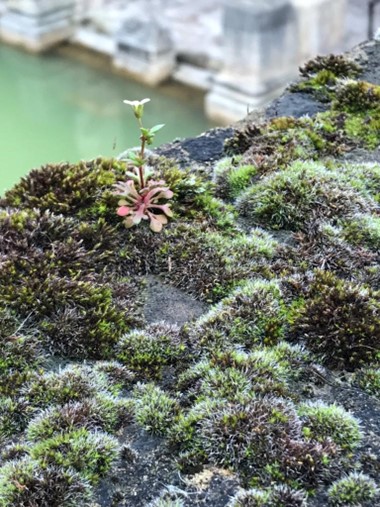 Rethinking%20Urban%20Ecosystems%20with%20Bio-Receptive%20Structures Rethinking%20Urban%20Ecosystems%20with%20Bio-Receptive%20Structures